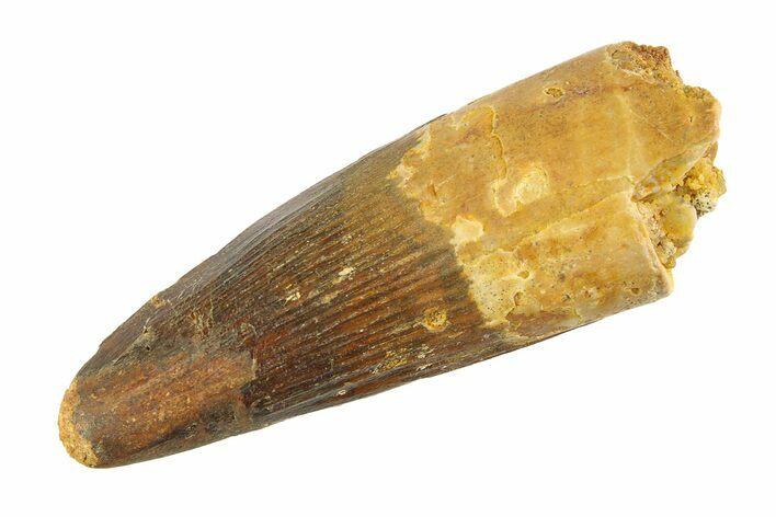 Fossil Spinosaurus Tooth - Real Dinosaur Tooth #346786